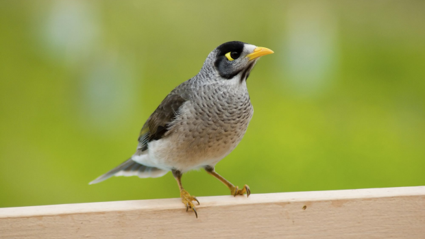 cull-of-native-noisy-miner-bird-has-begun-in-victoria-and-new-south