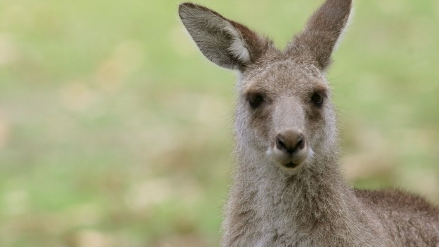 Article image for Kangaroo jumps into Torquay home early on Sunday morning