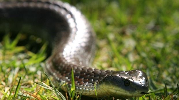 Snake expert explains why leaving snakes alone is best - even at home - 3AW