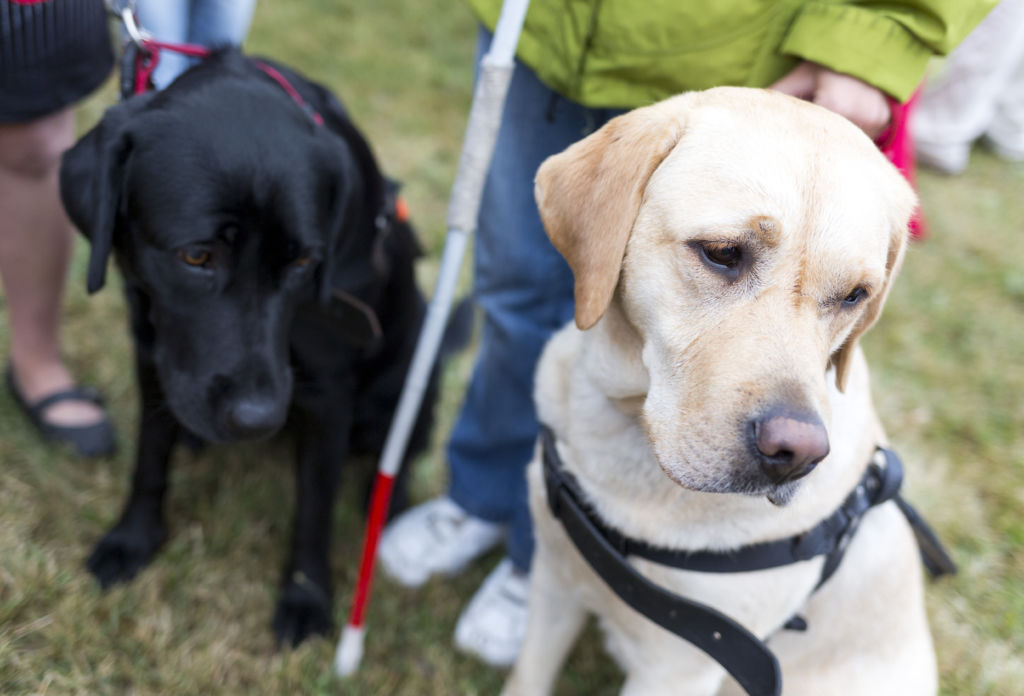 Guide dog puppy victim of disturbing alleged act of cruelty