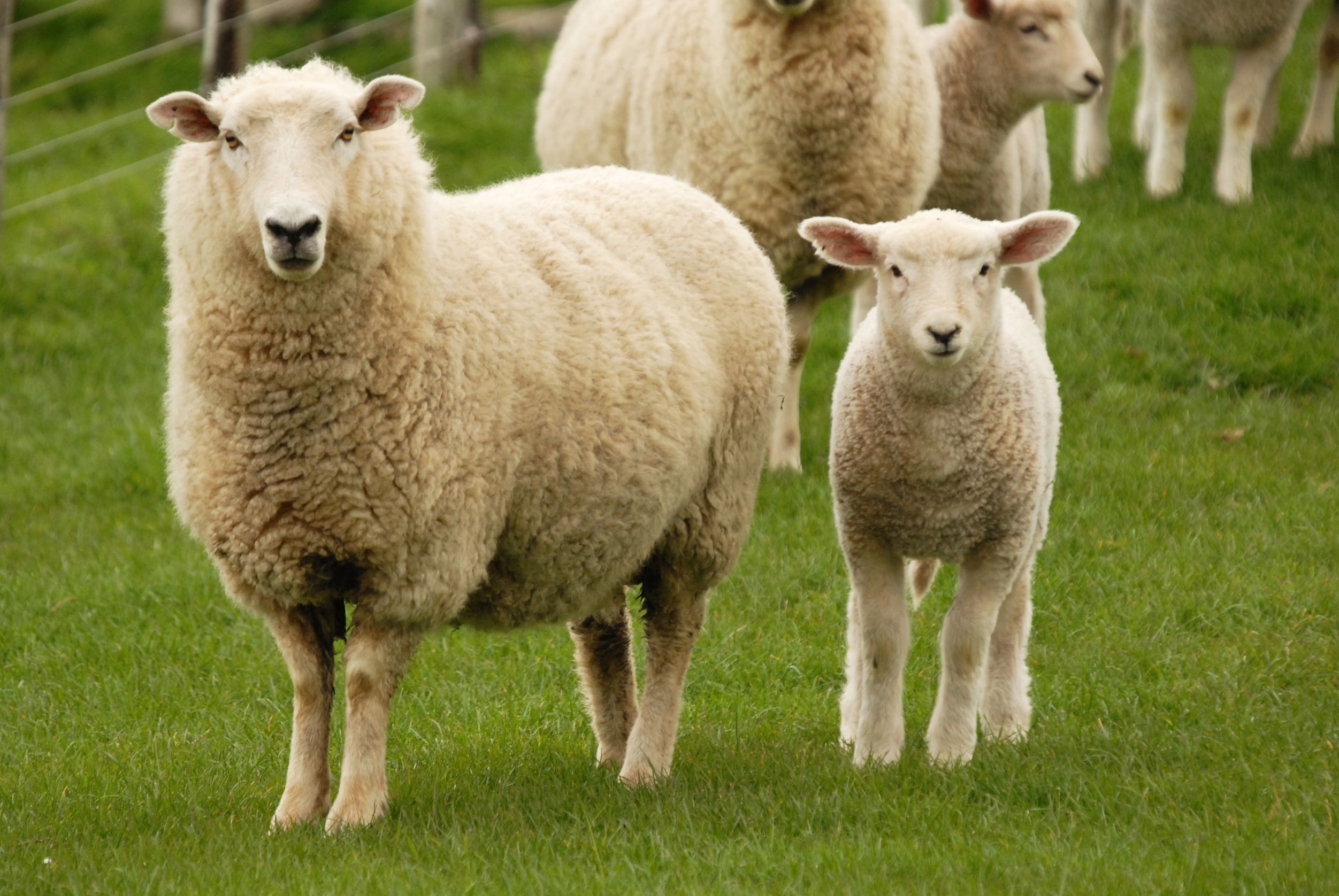 Lamb Meaning In English Grammar