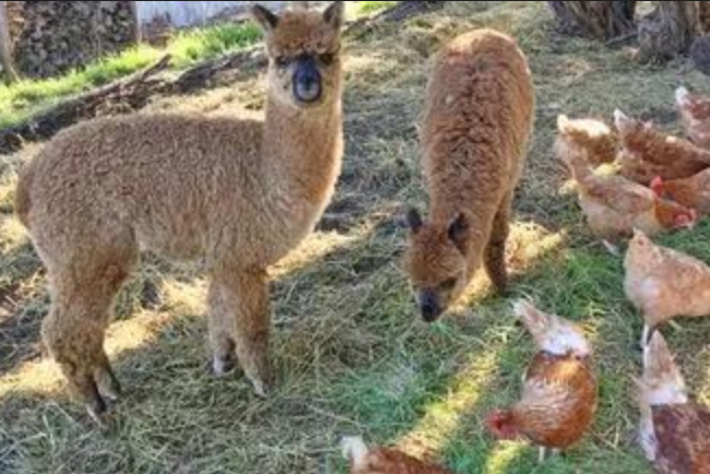 Article image for Pet alpacas ‘mutilated’ in brutal Mornington Peninsula dog attack