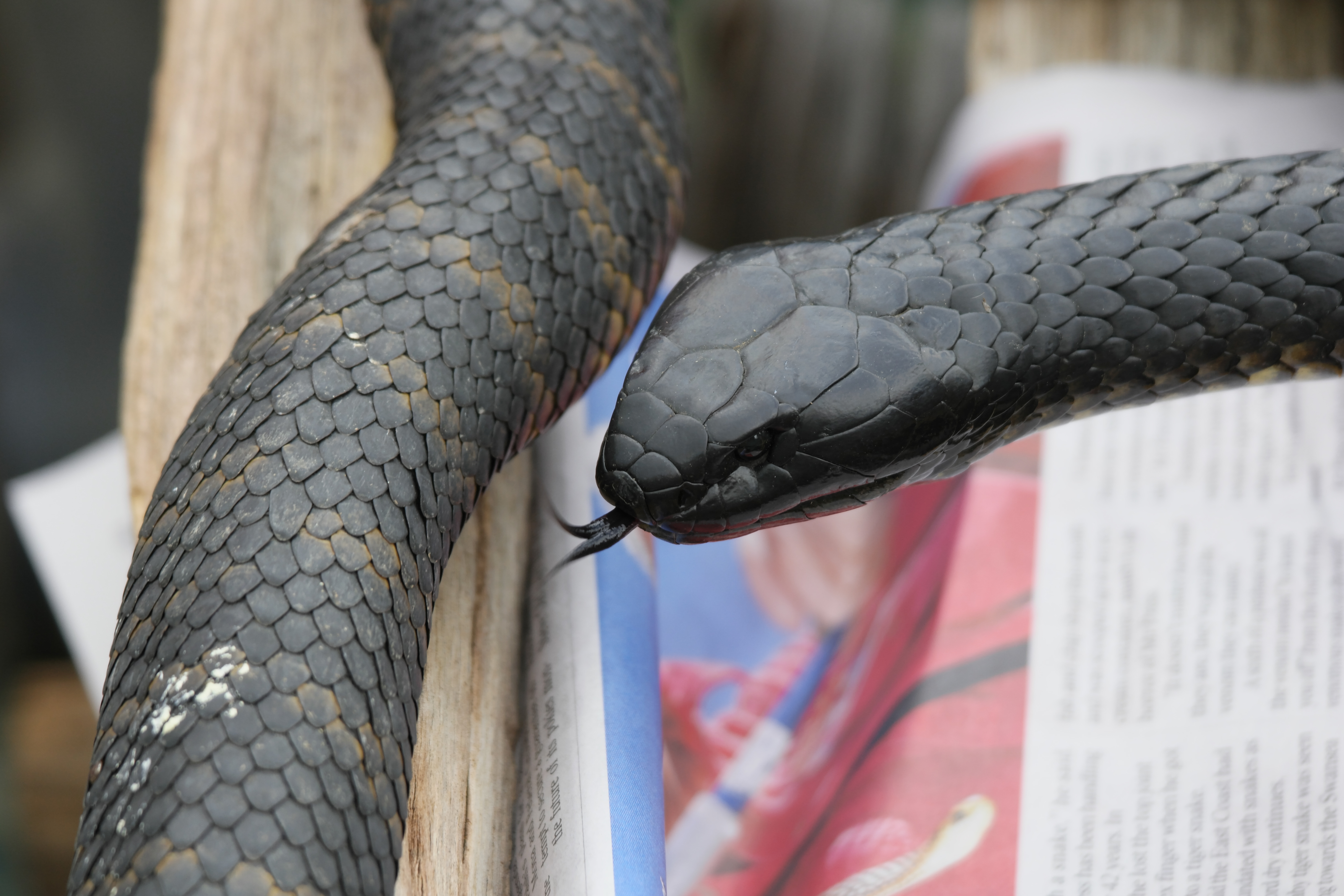 Snake catcher admits he thought ‘this is it’ after being bitten by ...