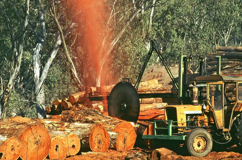 Article image for ‘It’s my whole life’: Logger reacts to Victorian native forest logging ban