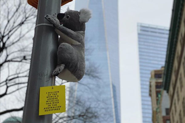 Why Toy Koalas Have Appeared All Over New York City