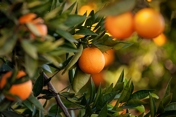 Concerns over counterfeit 'Australian' fruit being sold in China - 3AW