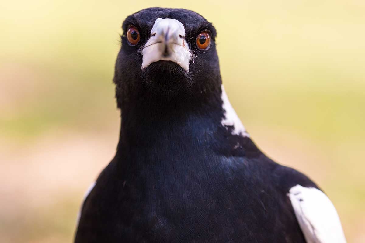 Magpie Attack Leaves Man Needing Miracle Surgery