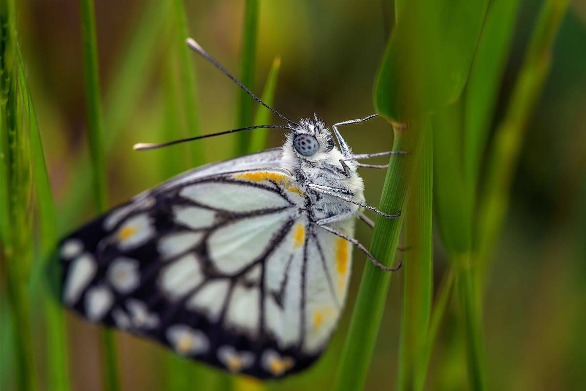 Article image for Why there are so many white butterflies in Melbourne right now