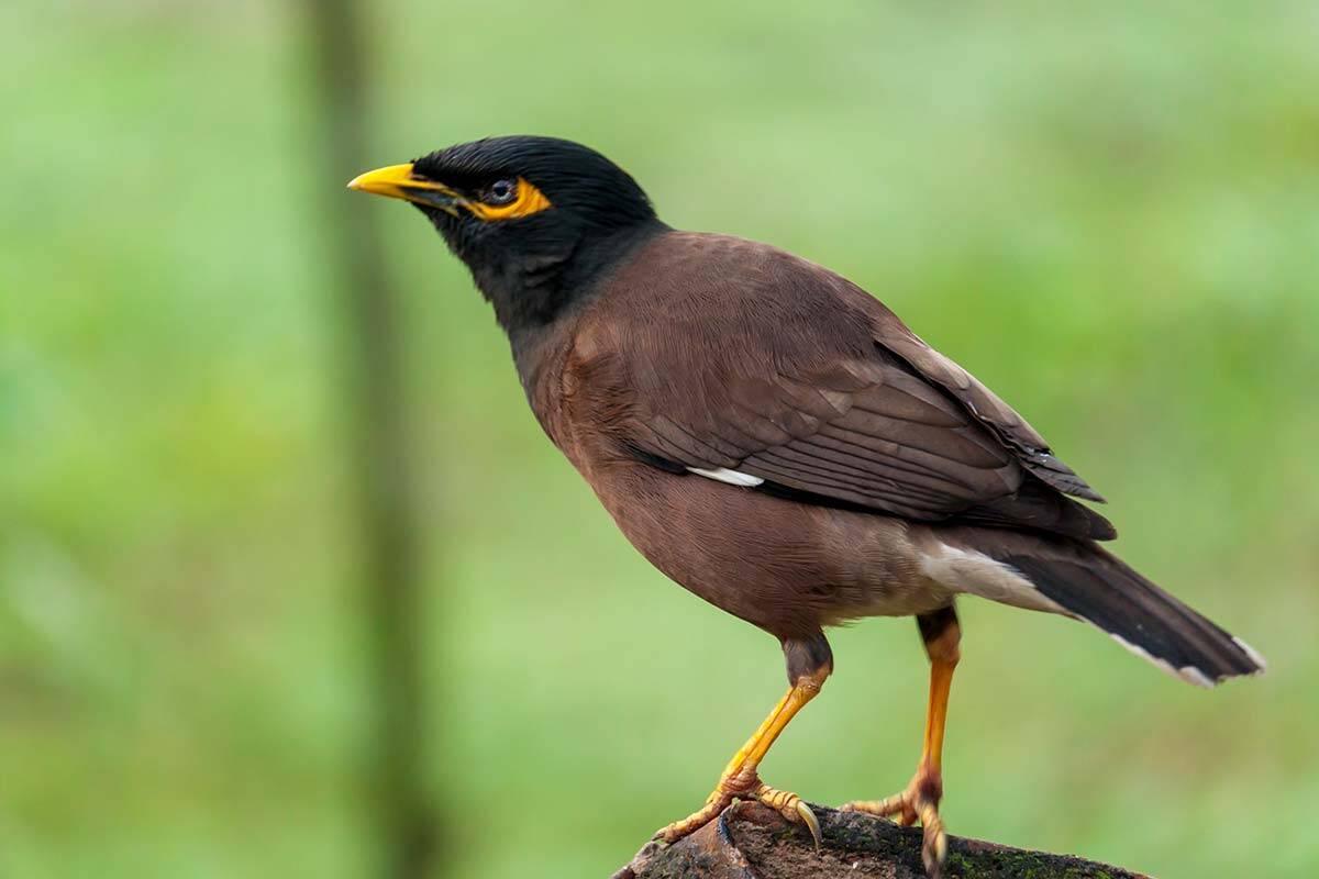 Article image for Bird expert condemns Mornington Peninsula man’s brutal Indian myna call