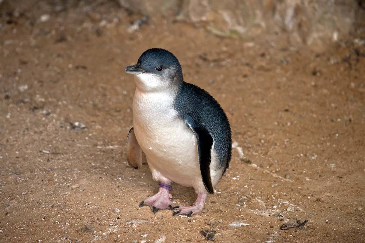 Article image for How a French fungus could save Victoria’s penguins