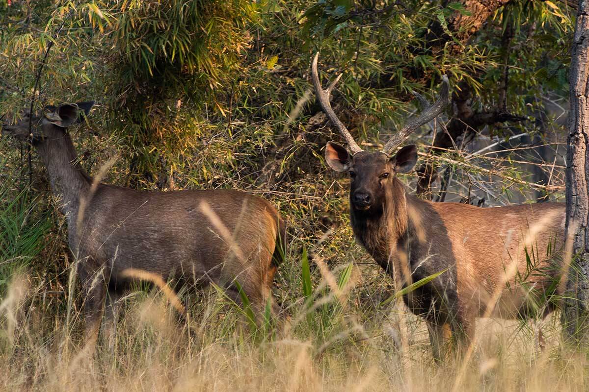 Article image for Feral deer population moving closer and closer to Melbourne