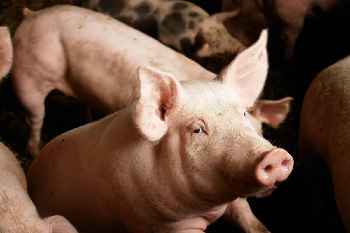 Article image for Pig farmer reassures that pork is ‘100 per cent safe’ despite Japanese encephalitis outbreak