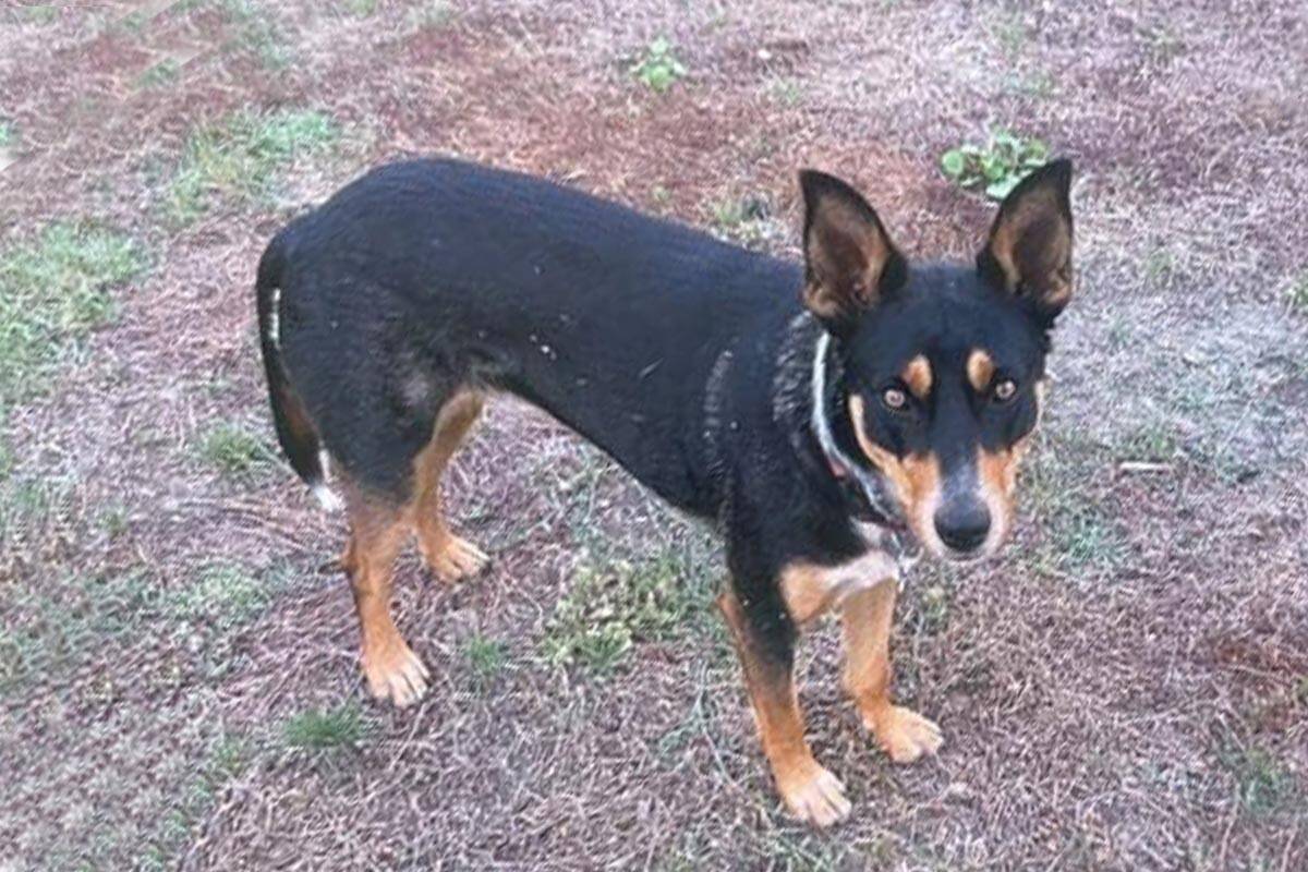 Article image for Search for kelpie snatched from a car in Tarneit