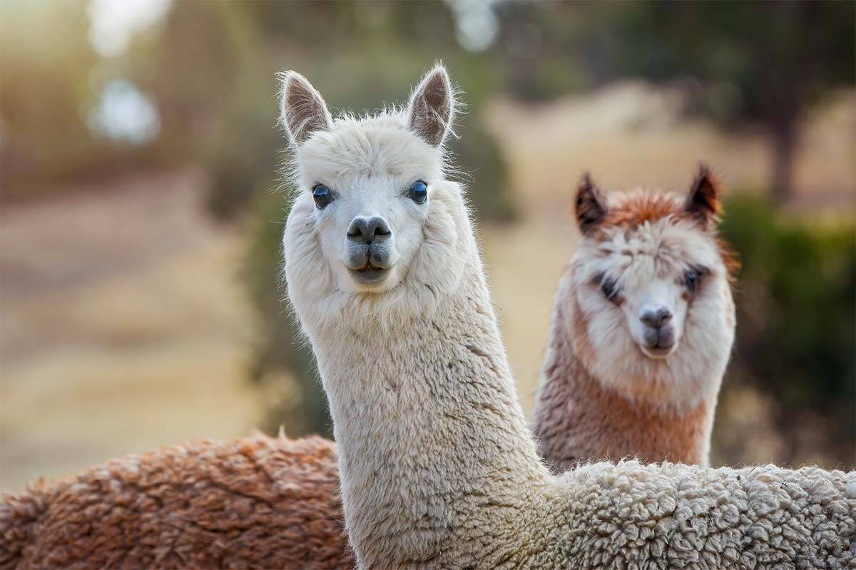 Article image for Escapee animals behind Mornington Peninsula traffic warning probably aren’t llamas at all