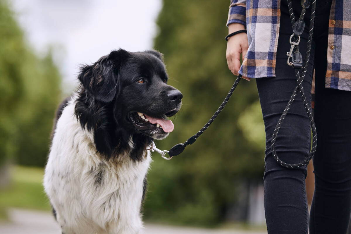 Article image for Woman arrested for alleged dog baiting in Melbourne’s south-east