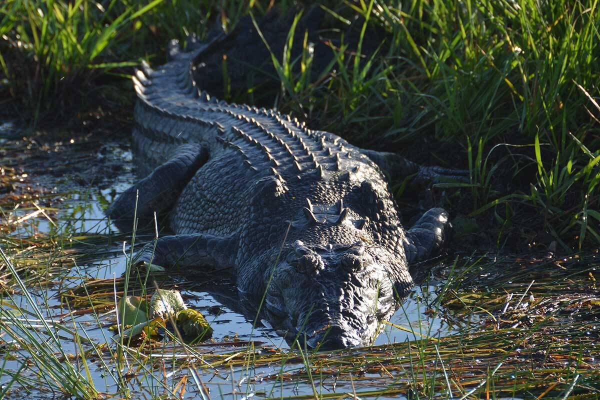 Article image for Why crocodiles are hungrier for land-based meat than ever before