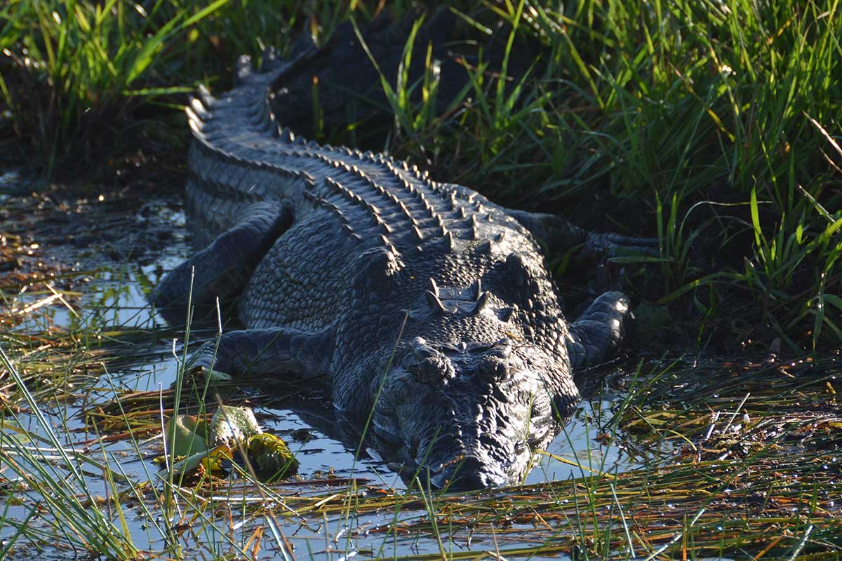 Why Crocodiles Are Hungrier For Land-based Meat Than Ever Before