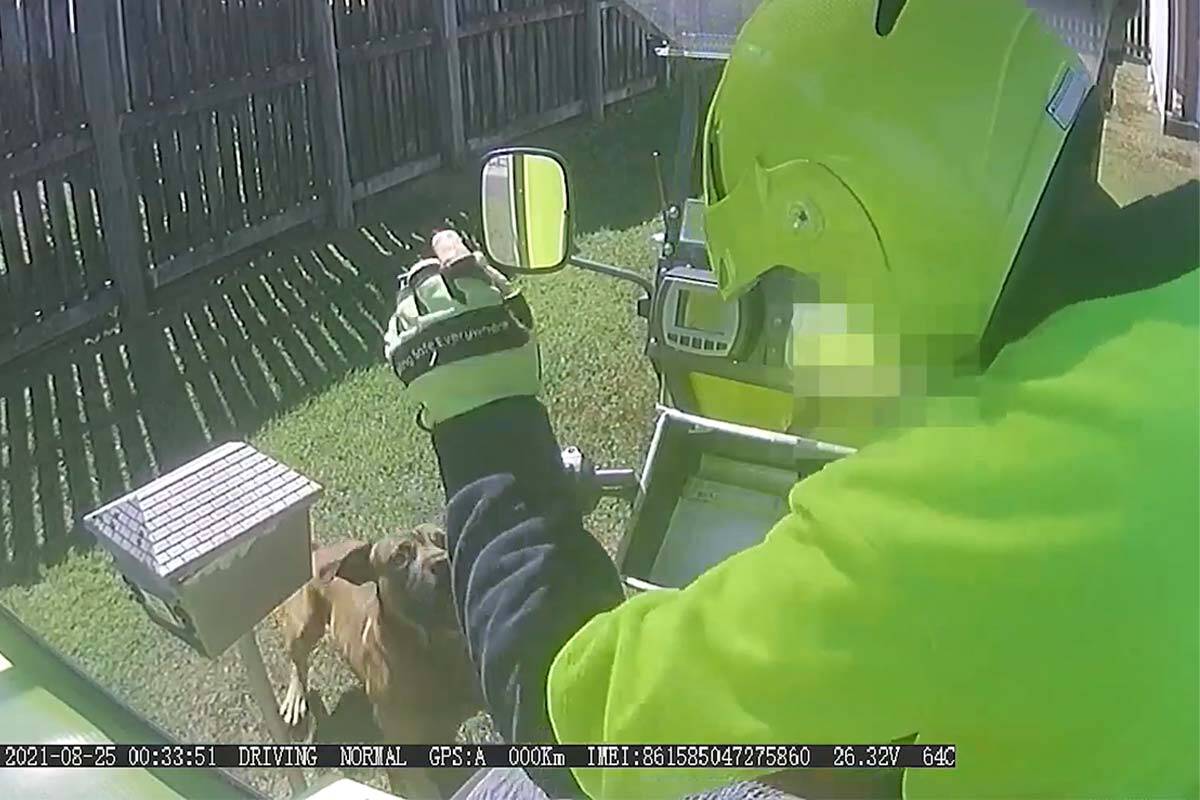 Article image for Why dog attacks on posties are at an all-time high