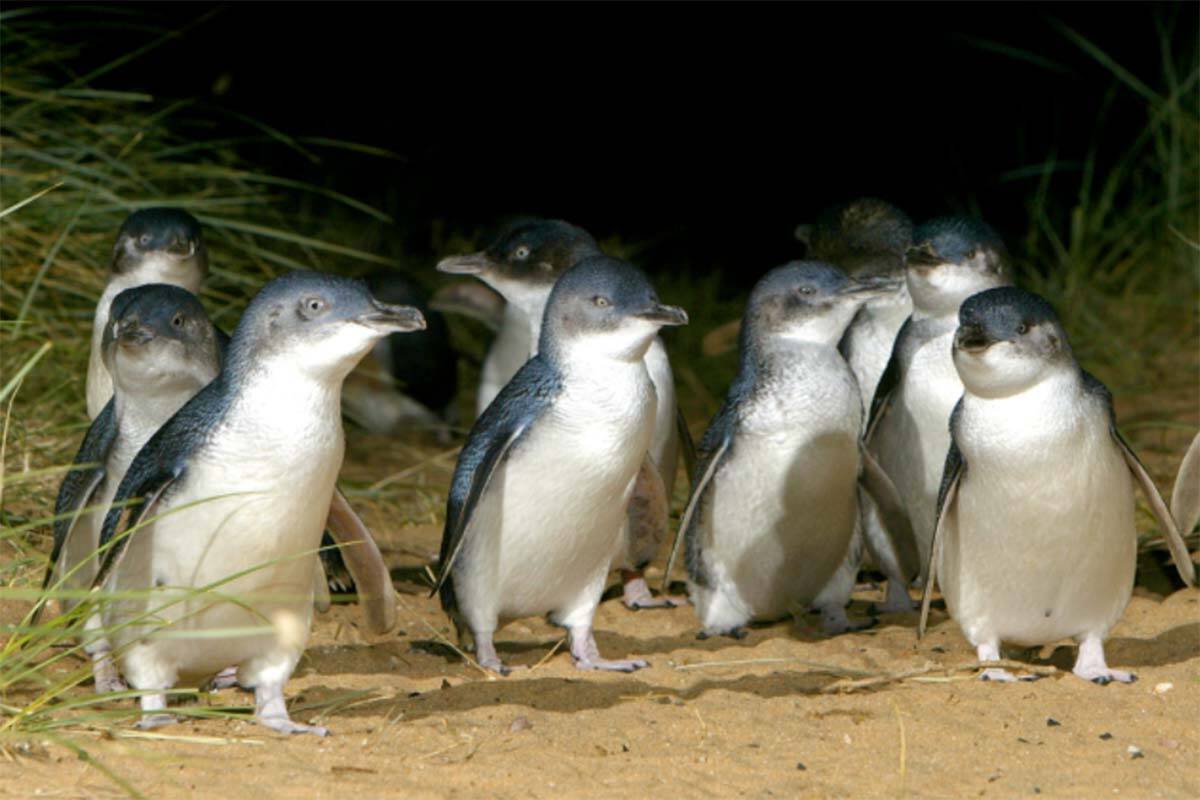 Article image for Phillip Island penguins set a new record