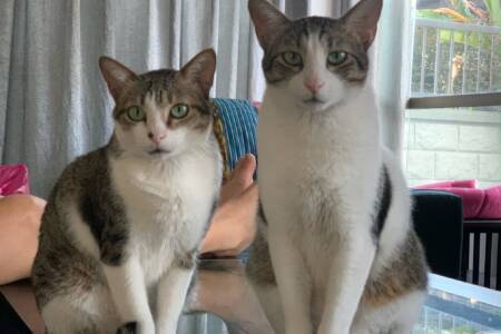 The huge price a couple paid to fly two pet cats to Australia