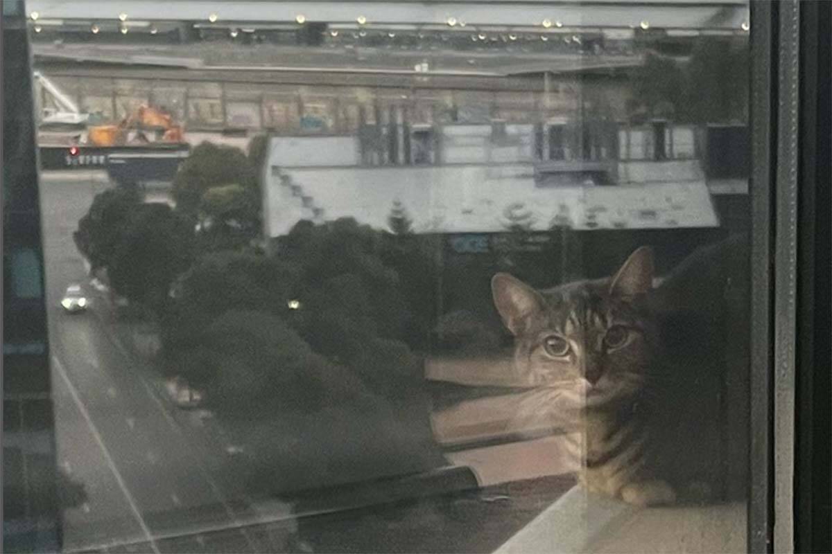 Article image for Cat trapped on tiny Docklands high-rise ledge