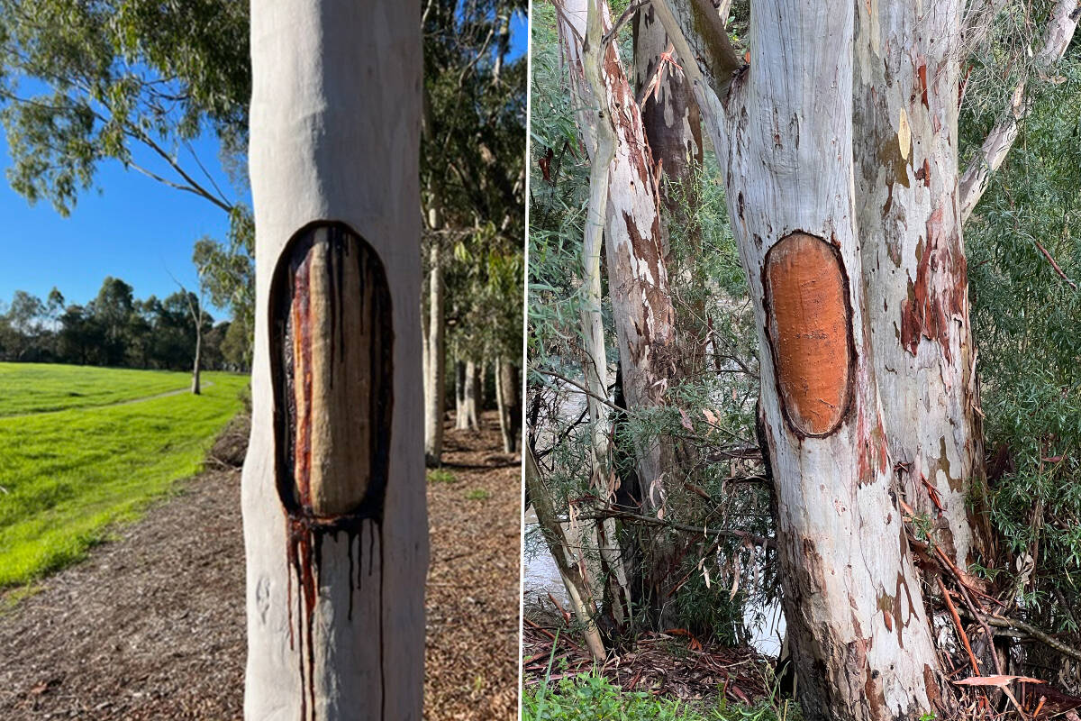 Article image for What are these tree markings? Dee Dee wants to know!