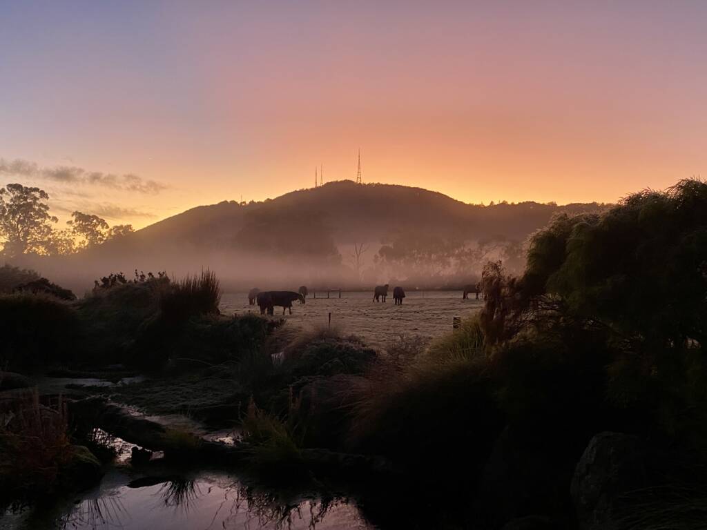 Sunrise with a mountain in the background and some cows