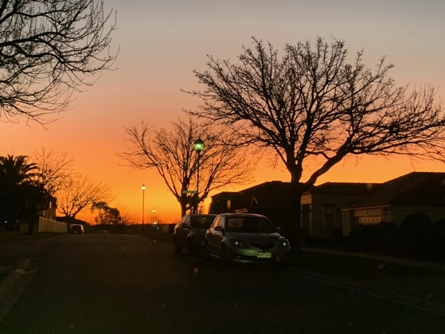 Orange sunset with tree silhouettes in foreground