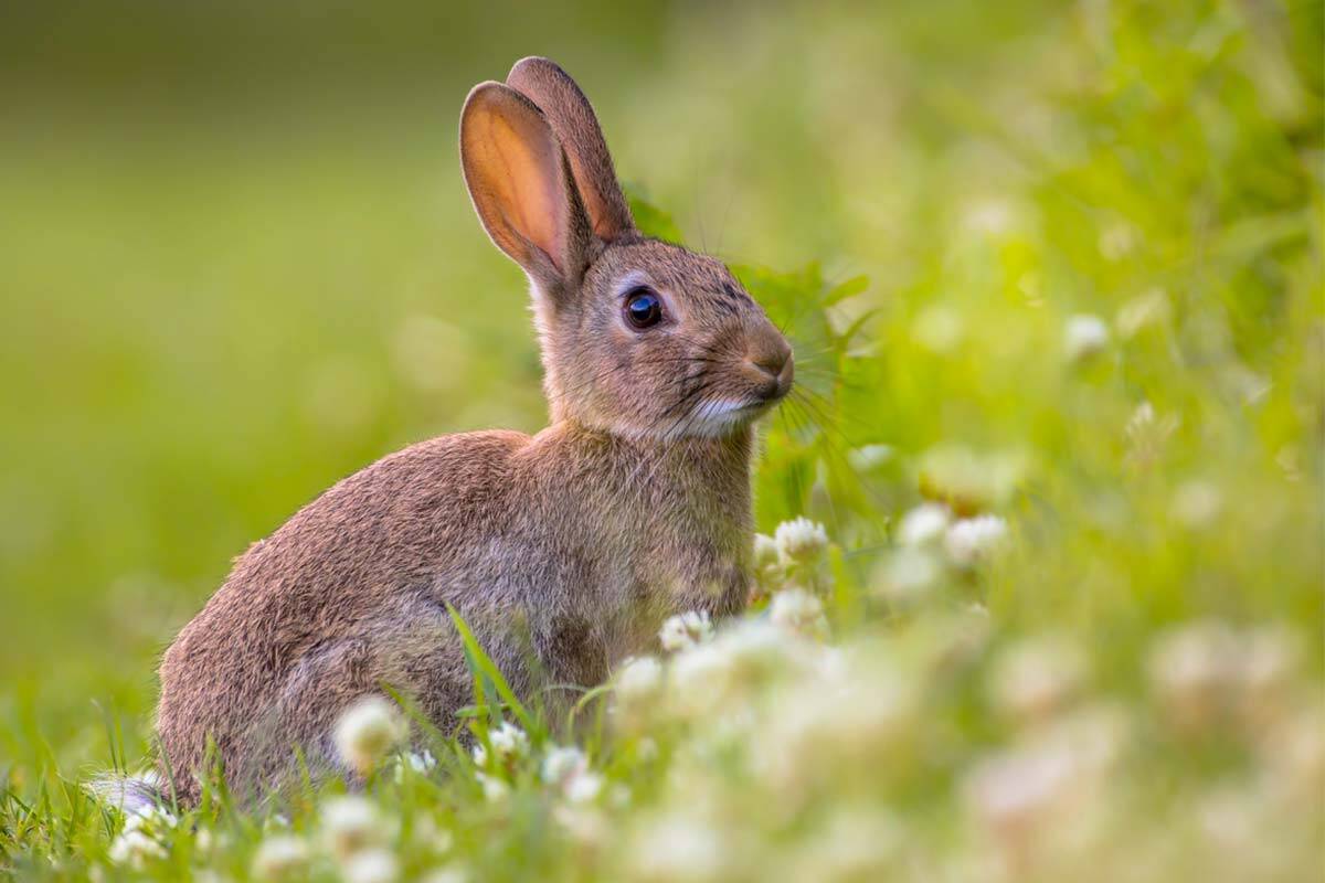 Article image for How 24 English rabbits sparked Australia’s most devastating biological invasion