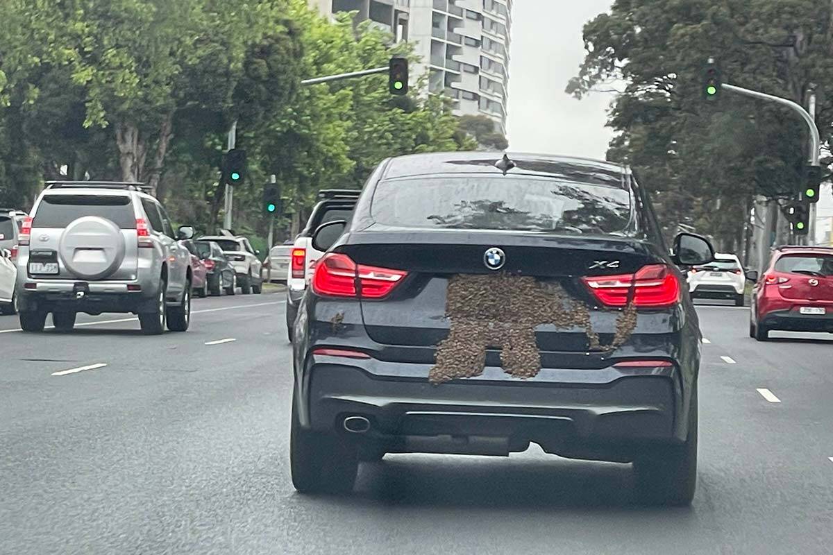 Article image for Bee swarm spotted on back of car on Nepean Hwy