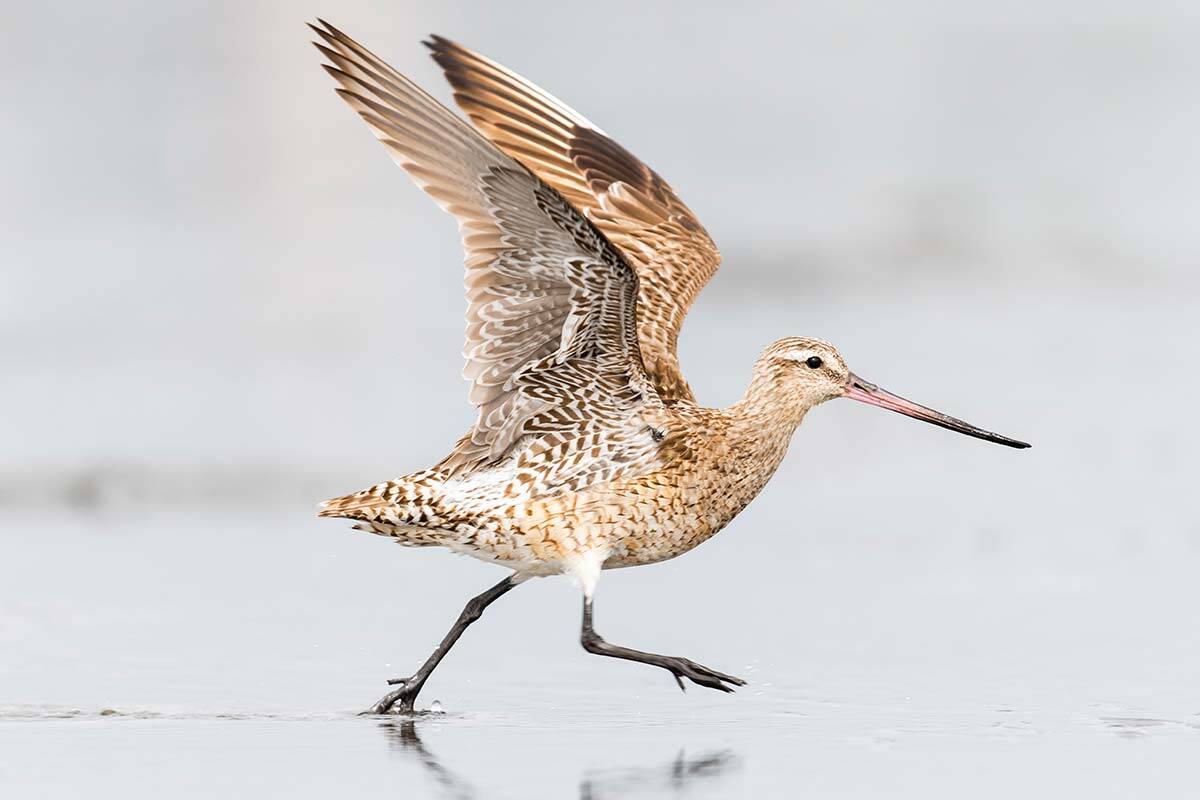 Article image for Bar-tailed godwit sets new world flight record