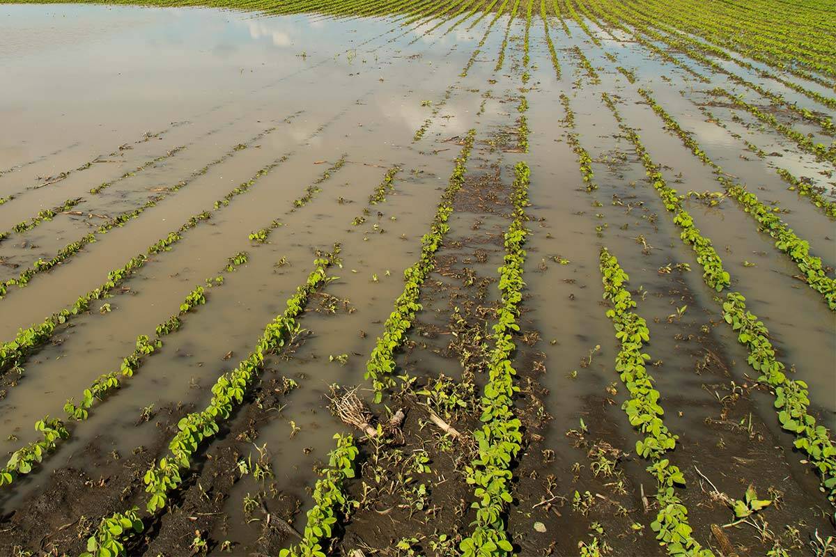 Article image for Dire situation on Victorian farms as state braces for another soaking