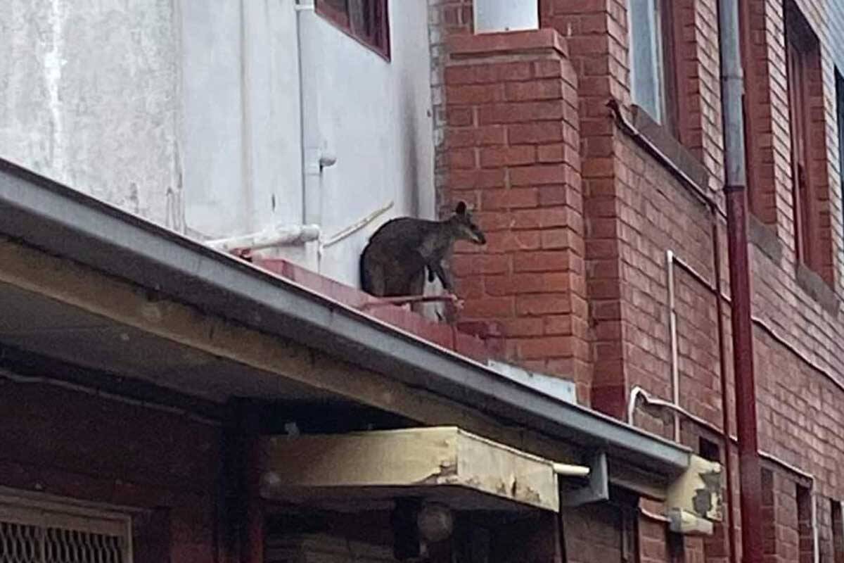 Article image for Wallaby rescued from the roof of a shop in Geelong