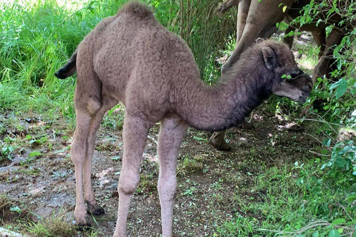 Article image for Plea for return of baby camel taken in ‘distressing’ Goulburn Valley theft