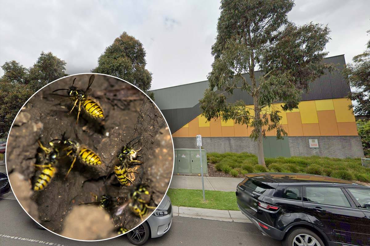 Article image for Students hospitalised after wasp attack at school in Melbourne’s west