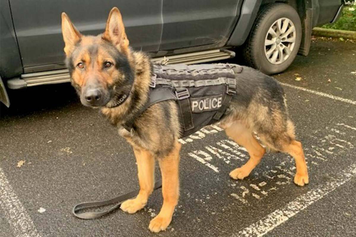 Article image for Police dog injured as pursuit ends in crash in Melbourne’s west