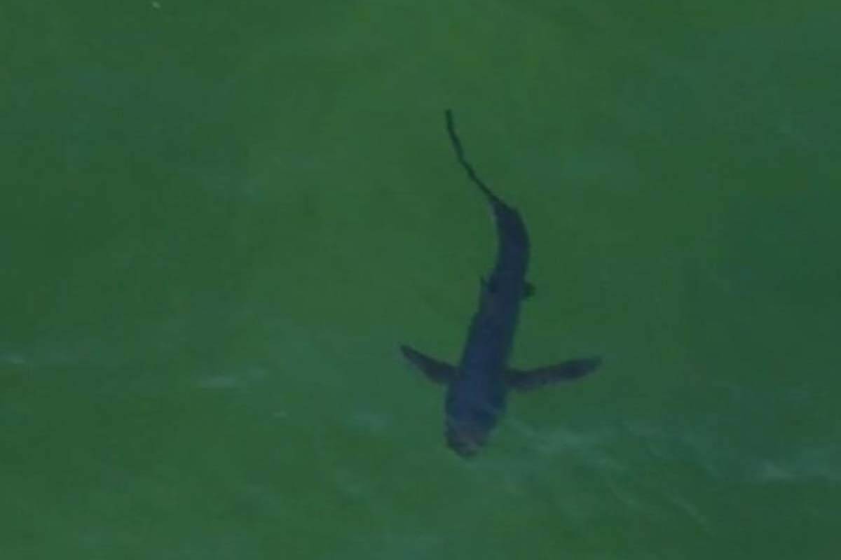 Article image for Why shark sightings in Port Phillip are unusual