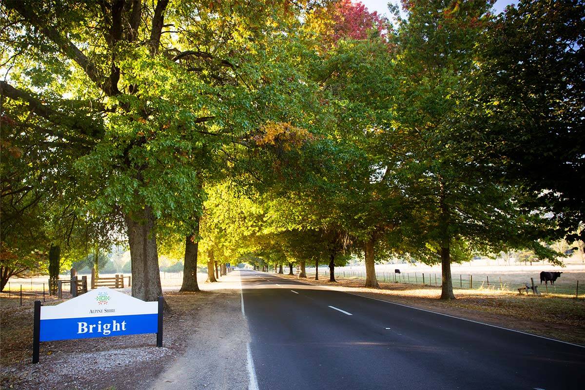 Article image for Fight underway to save ‘magnificent’ Bright trees