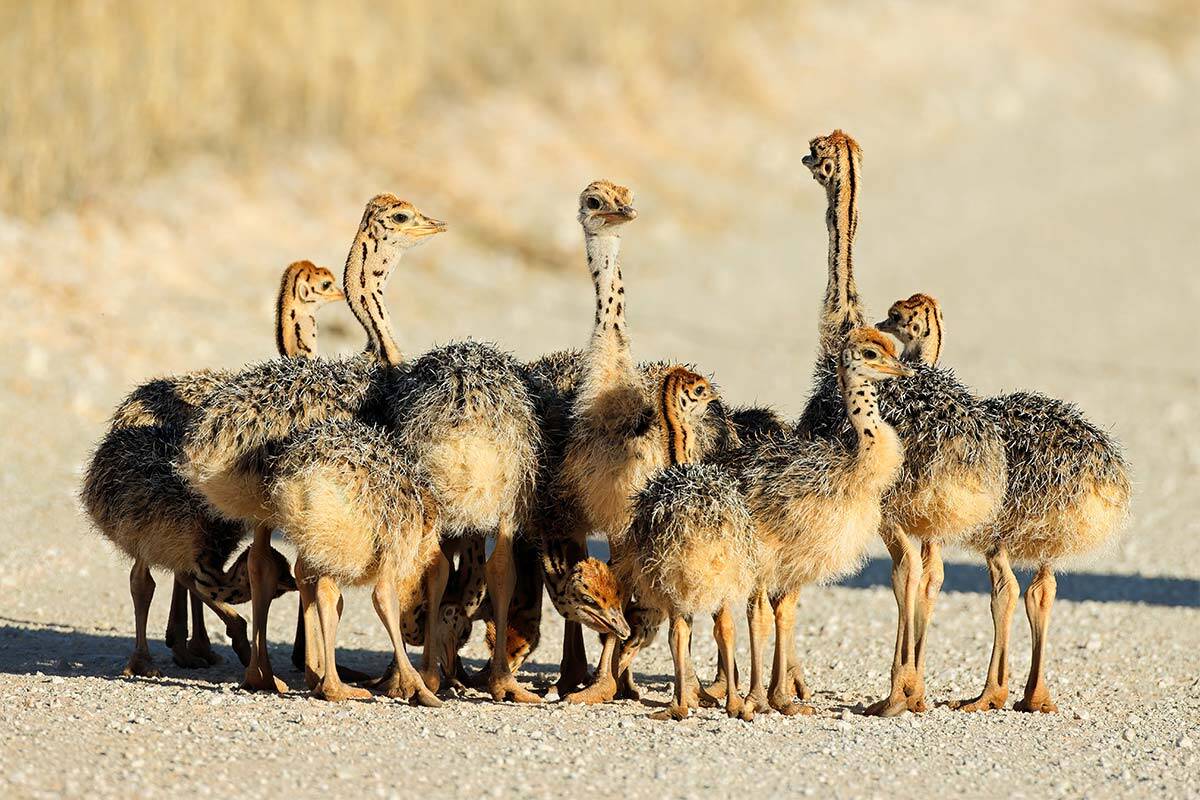 Article image for Ostrich chicks stolen from Victorian farm