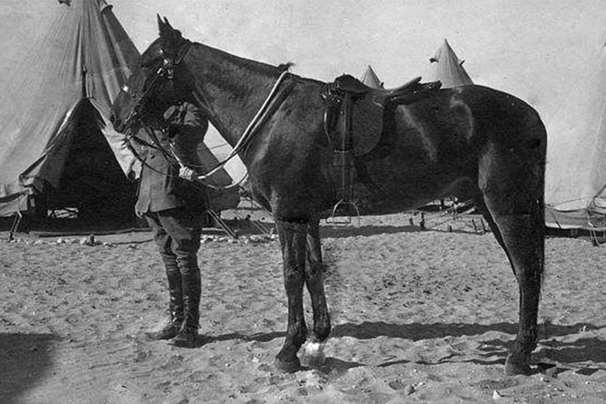 Article image for Why a warhorse statue will be unveiled in a country Victorian town next month