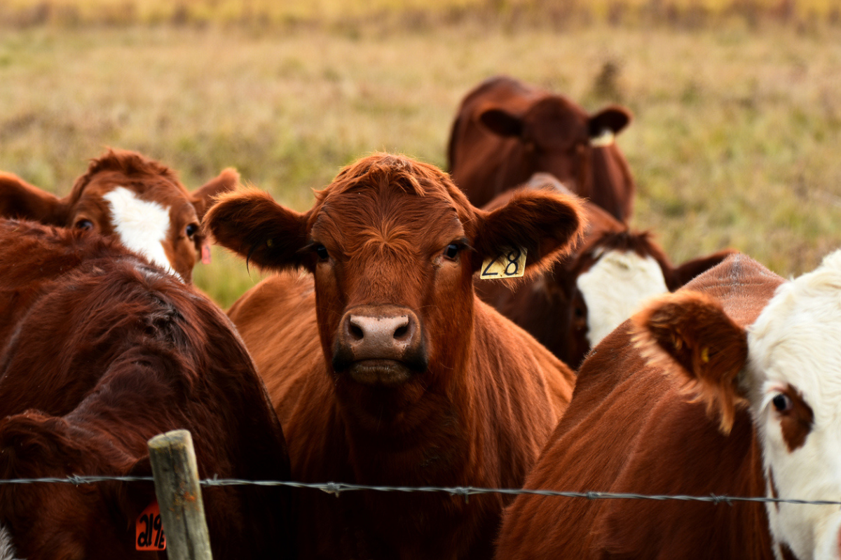 Article image for Why meat prices are up (and when they might go down)