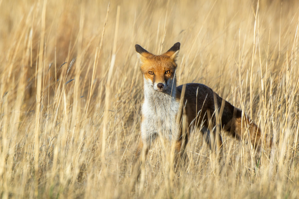 questions-raised-about-increased-fox-sightings