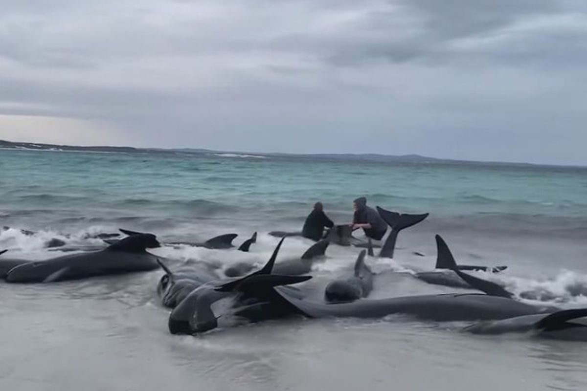 Article image for Expert shares theories for whale mass-stranding event