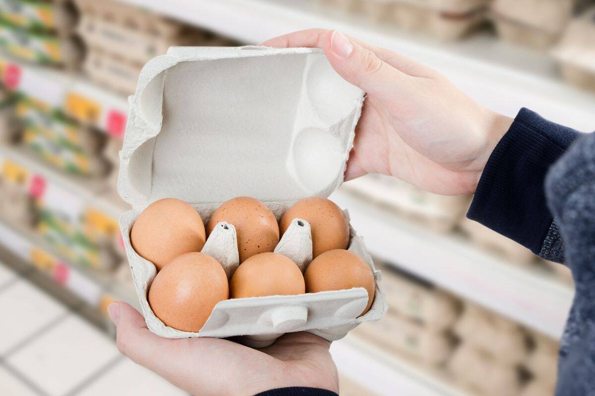 Article image for How much a carton of eggs could cost if caged eggs are phased out