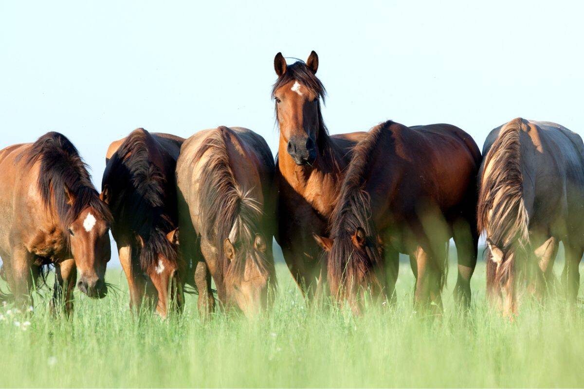 Article image for Mystery surrounds the deaths of multiple horses in the state’s south-east