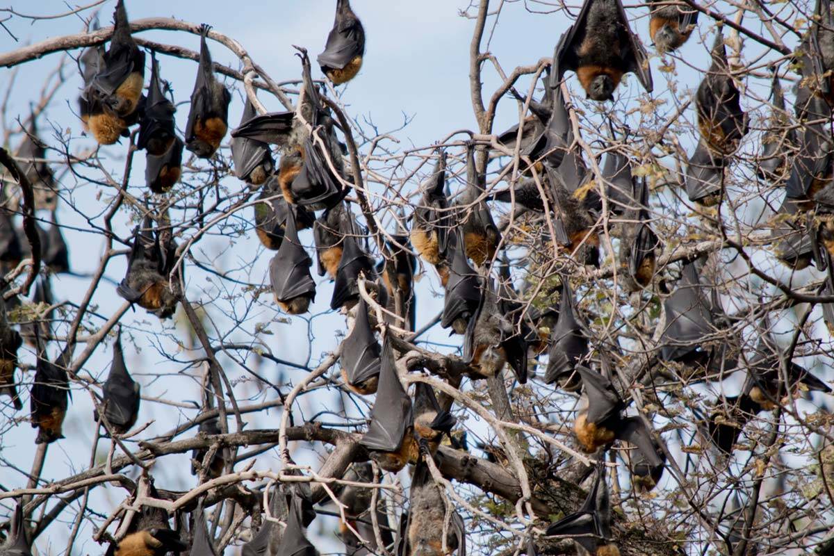 Article image for ‘Absurd’ bat problem preventing air ambulances from landing at Bendigo Hospital