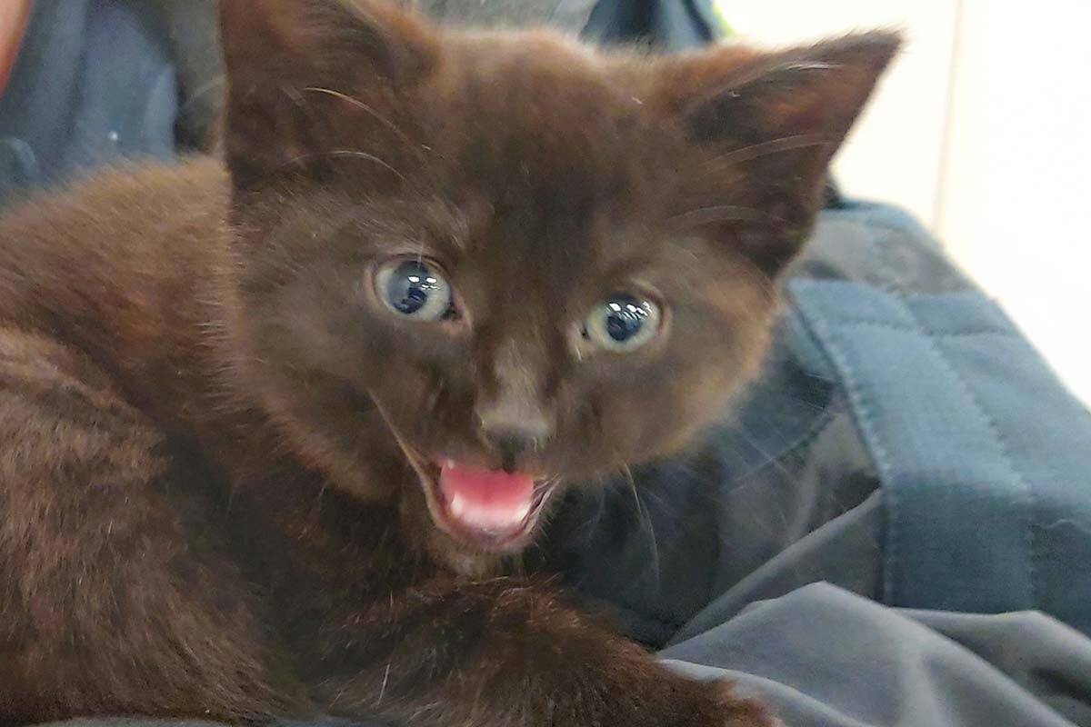 Article image for Police call for help to reunite kitten with owner