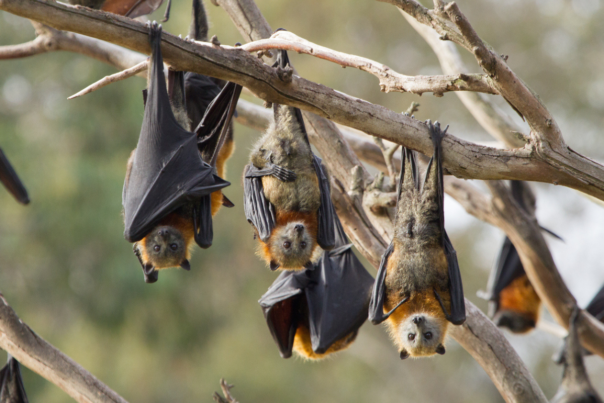 The future of a 150-year Bendigo tradition threatened by bats