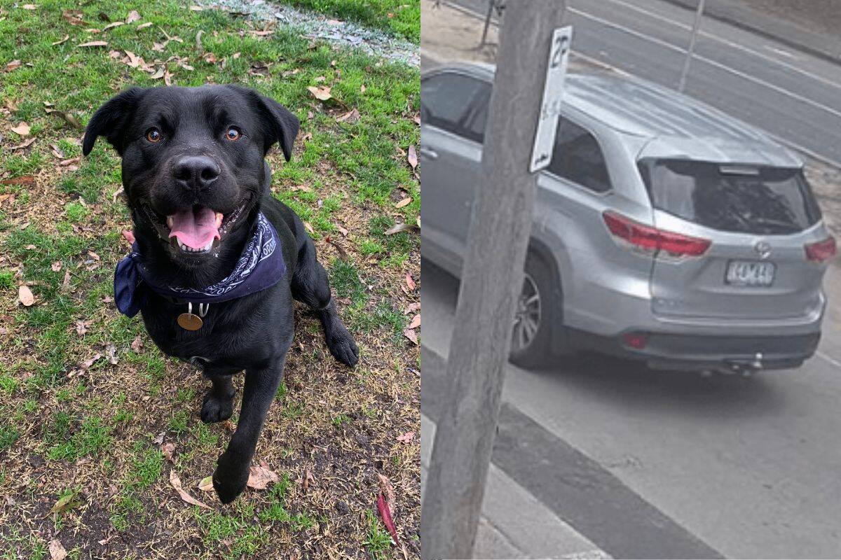 Article image for Leo the dog stolen from his Brunswick home