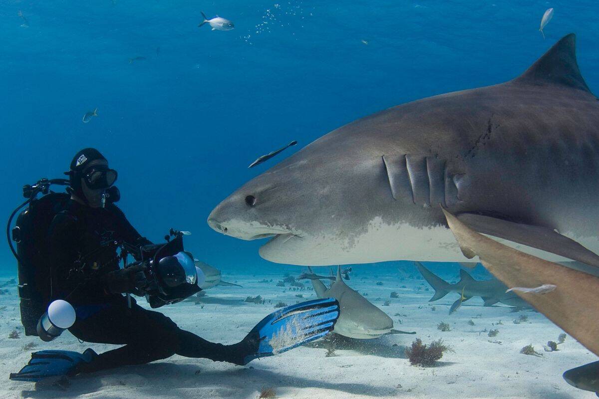 Article image for The crazy story of a man who is friends with a 15-foot tiger shark!